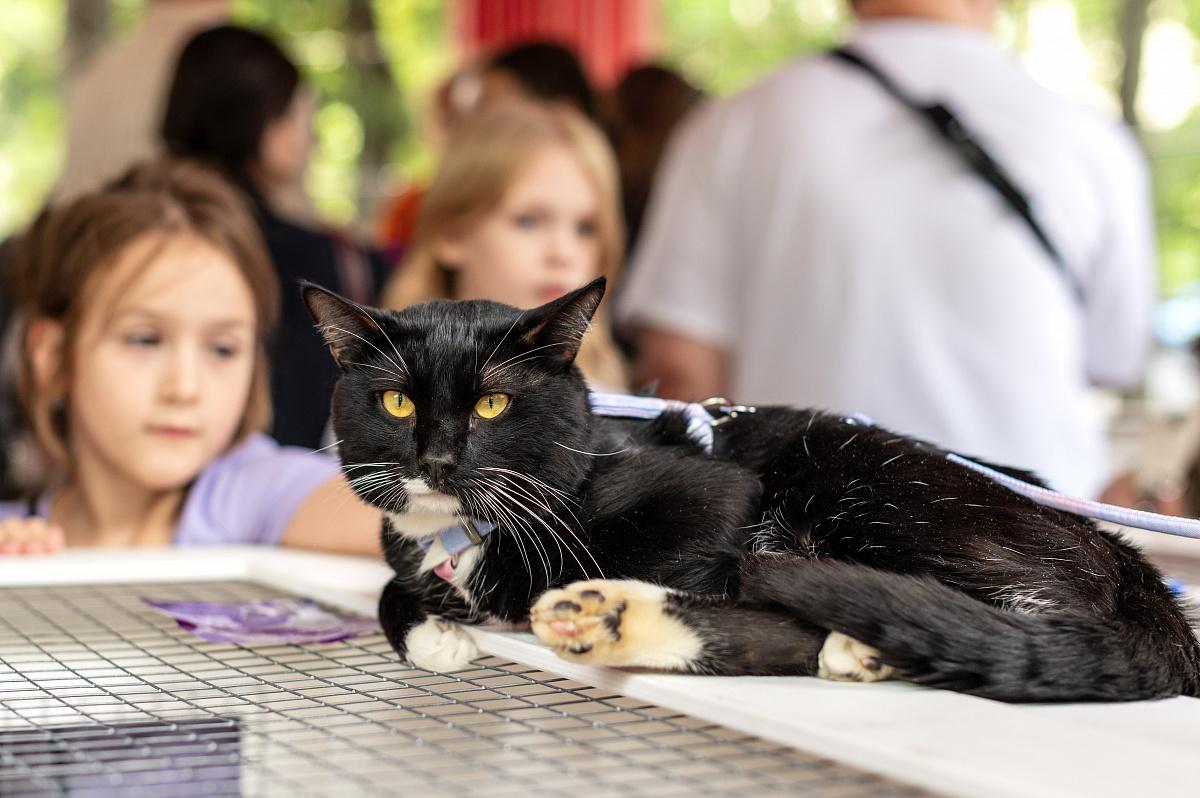 На сервисе "Моспитомец" можно найти анкеты тысячи животных из городских приютов