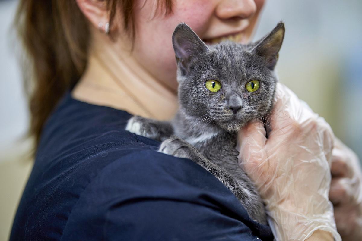 "Моспитомец" поможет многим осознанно выбрать себе домашнее животное