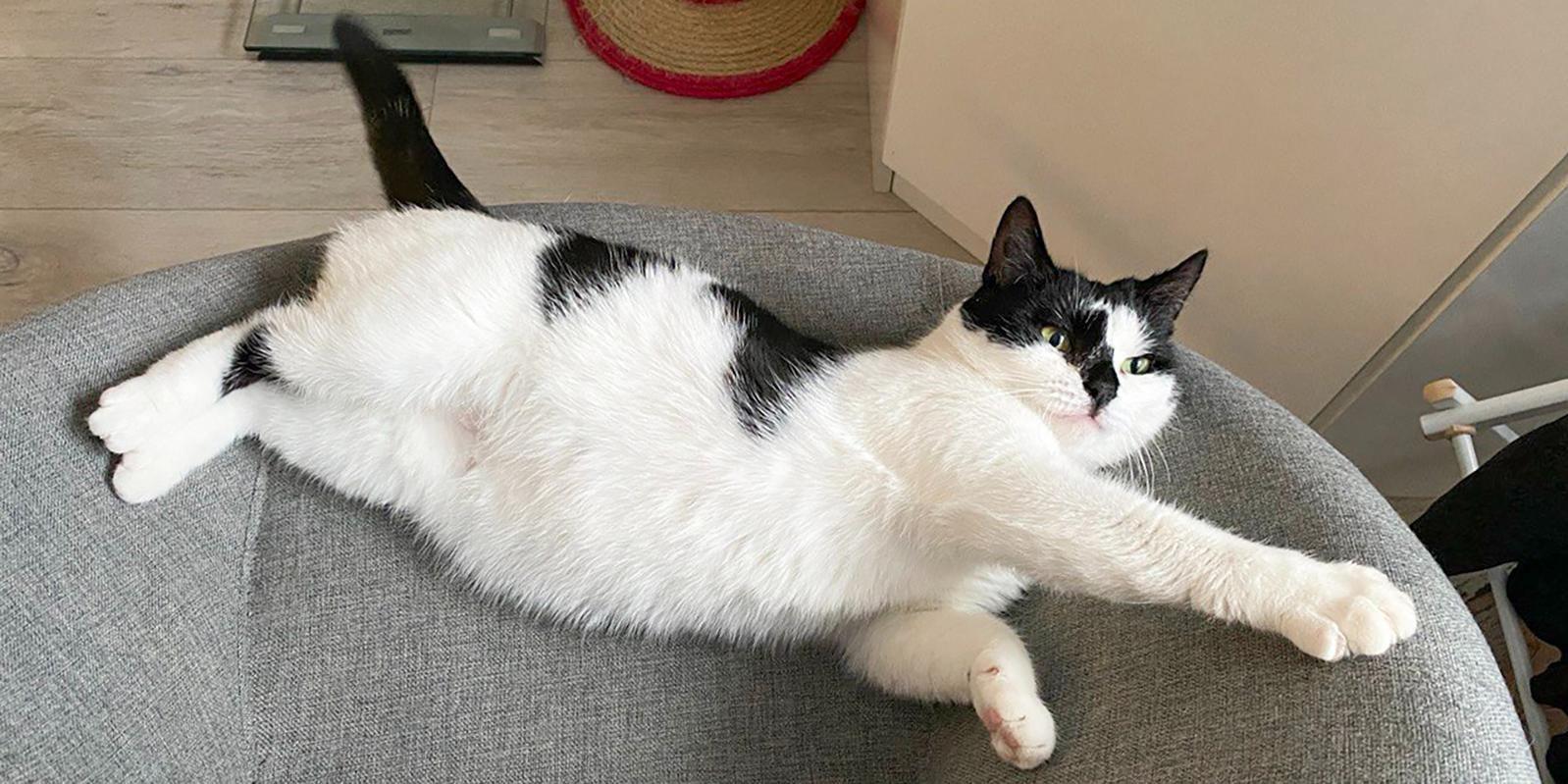 Москвичи имеют возможность выбрать животное из приюта заранее, через сервис на mos.ru Москвичи имеют возможность выбрать животное из приюта заранее, через сервис на mos.ru