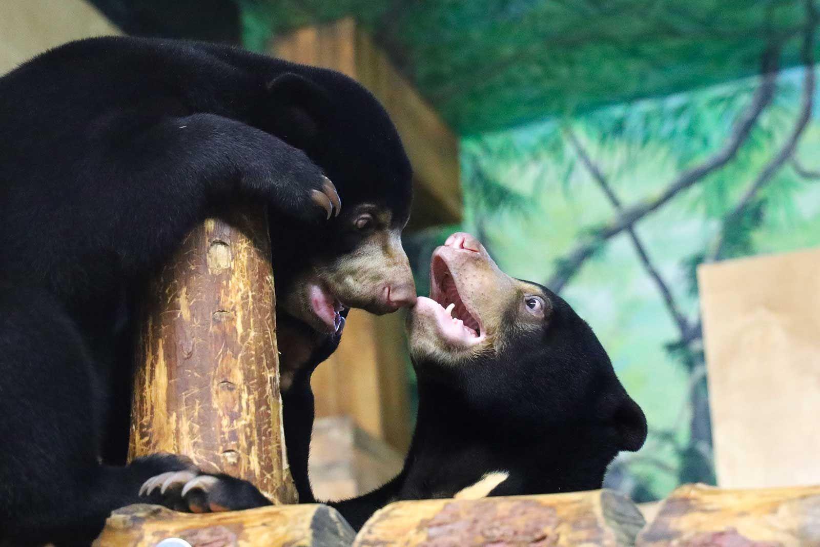 Малайские медведи в главном зоопарке столицы