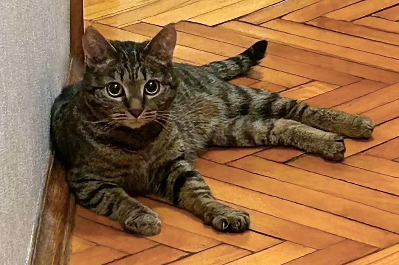 Кошка Молния, которую забрали из приюта "Зоорассвет" Кошка Молния, которую забрали из приюта "Зоорассвет"