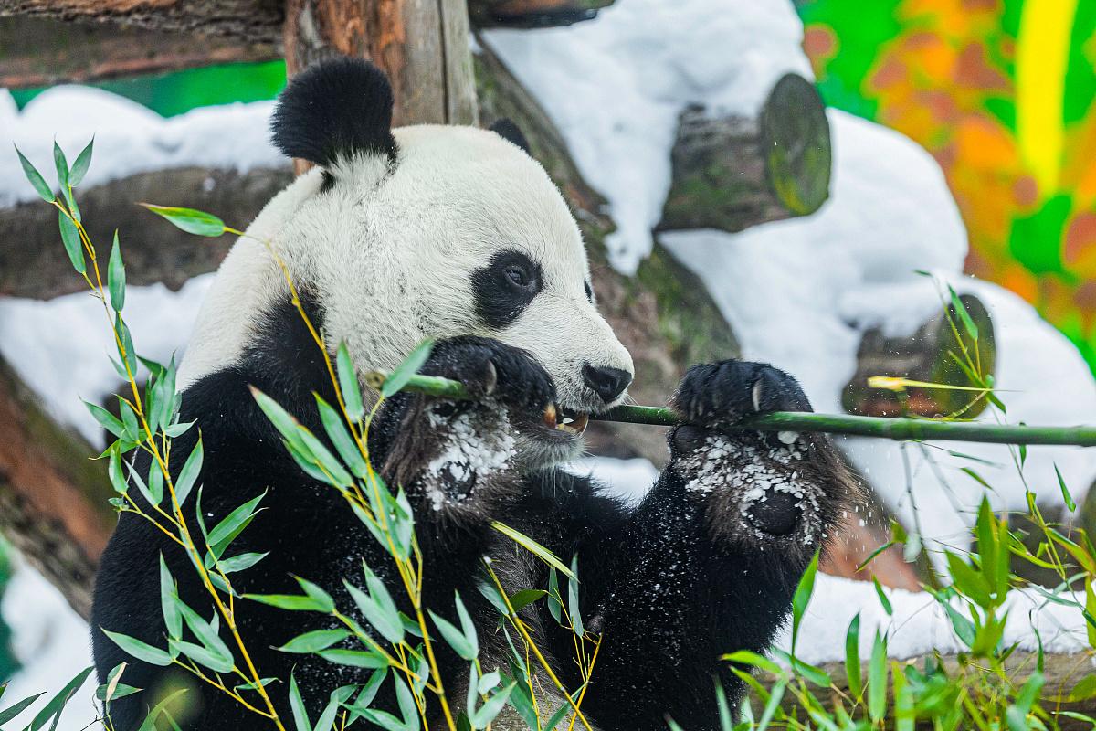 Зрители прямых трансляций часто смотрят на панд