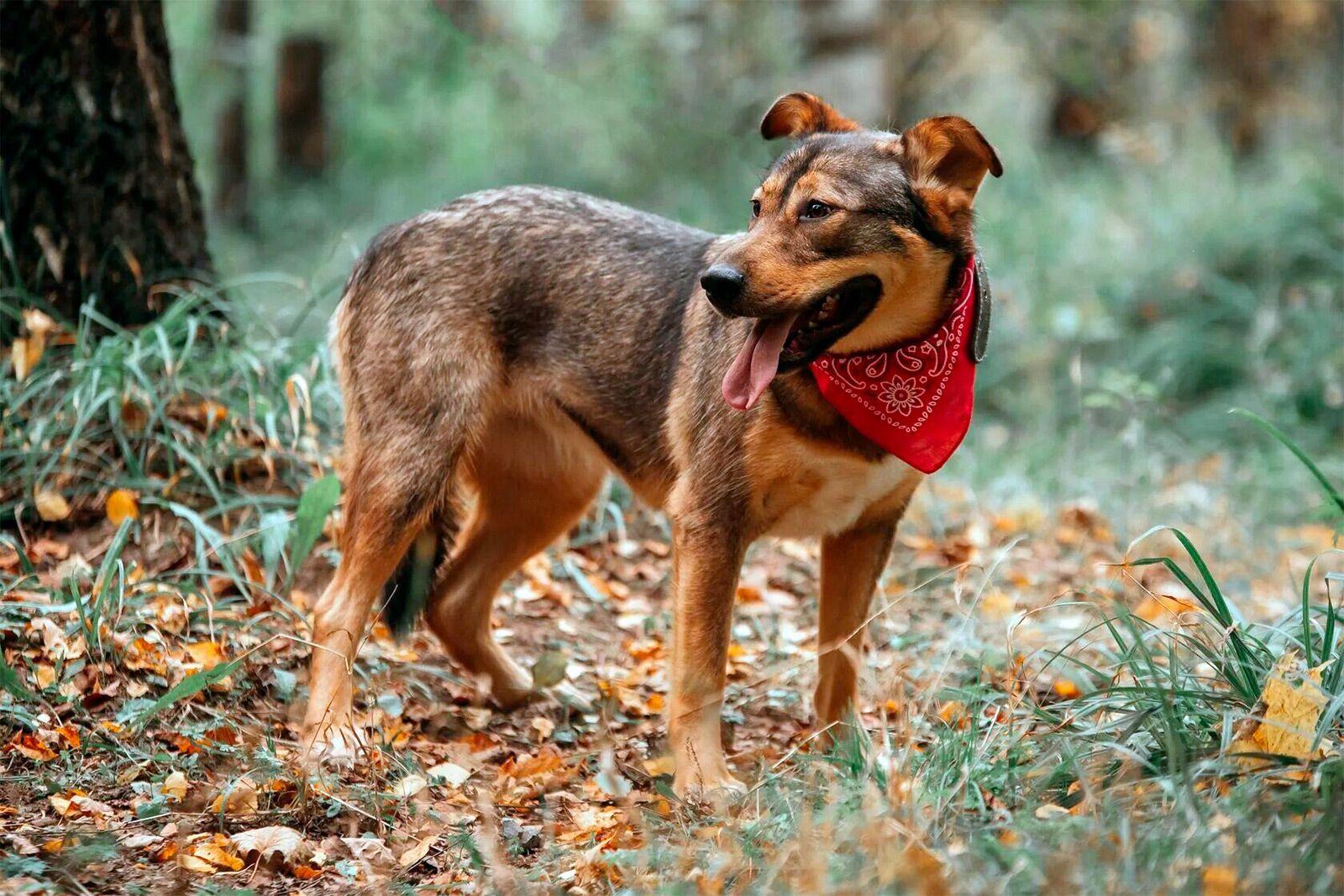 Тысячи животных из московских приютов ждут новых хозяев