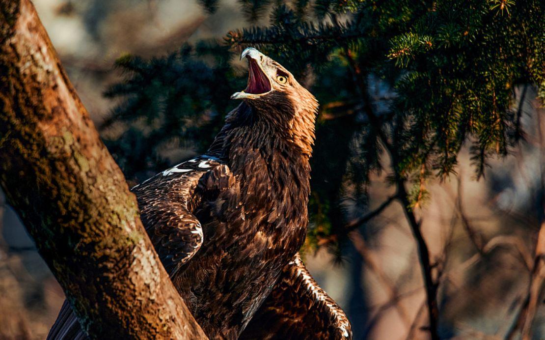 В Московском зоопарке насчитывается 10 тысяч животных В Московском зоопарке насчитывается 10 тысяч животных