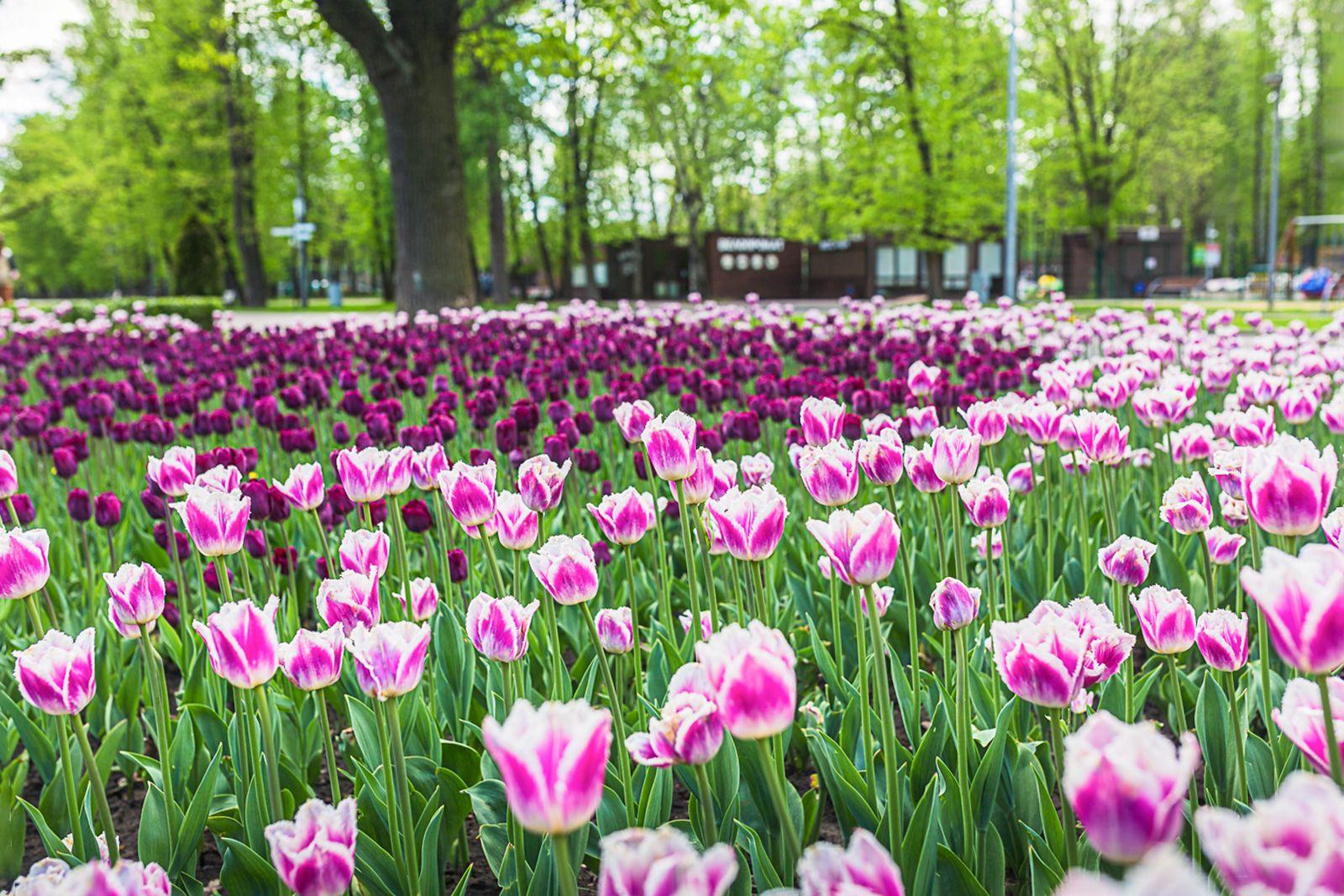Высадка цветов – регулярный и неотъемлемый компонент благоустройства Высадка цветов – регулярный и неотъемлемый компонент благоустройства
