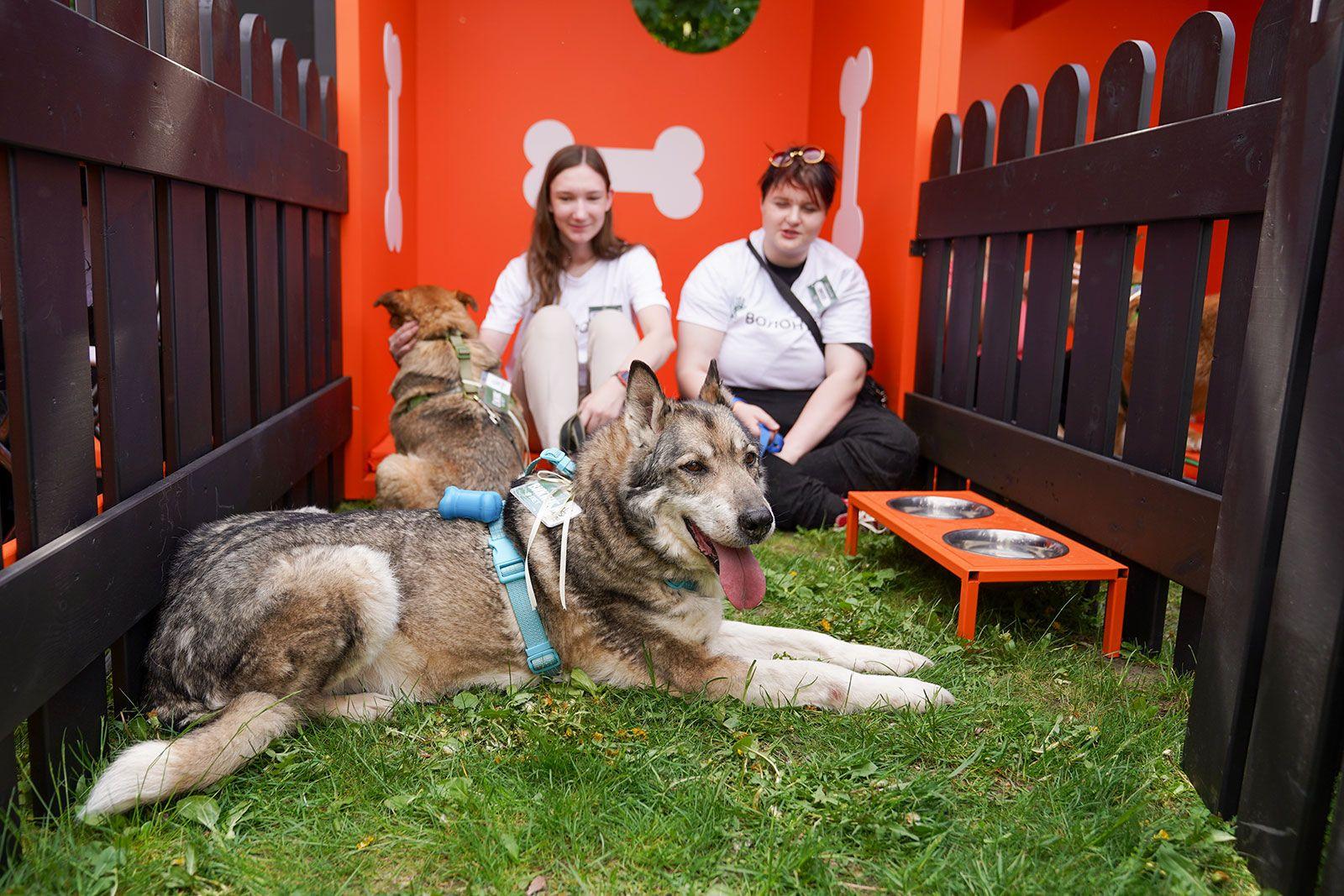 Для москвичей проводят бесплатные ветеринарные консультации и уроки по уходу за питомцами