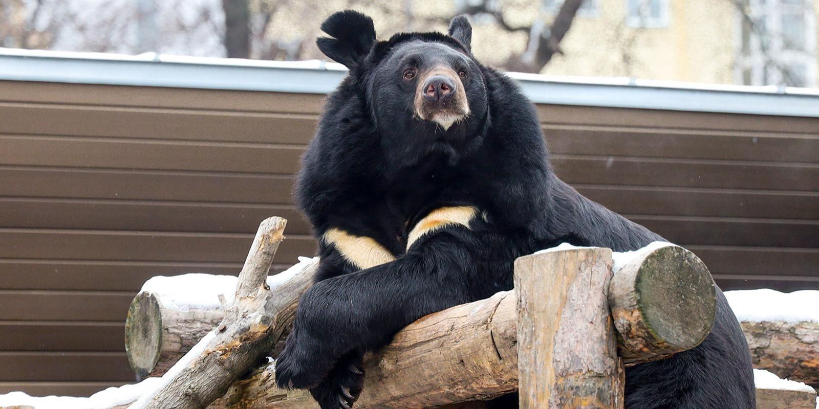 Гималайский медведь в главное зоопарке Москвы