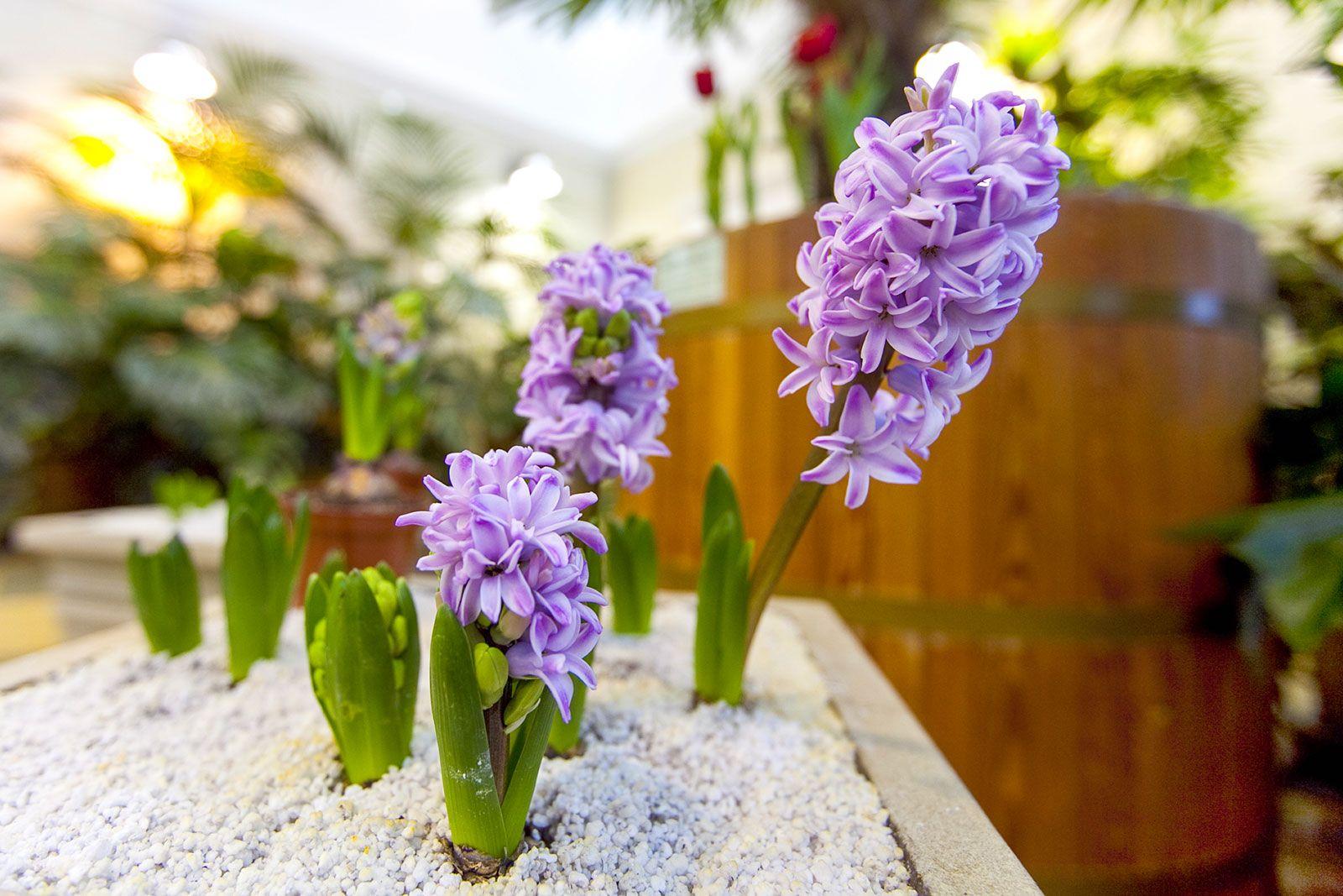 Выставка цветов в "Царицыно" Выставка цветов в "Царицыно"