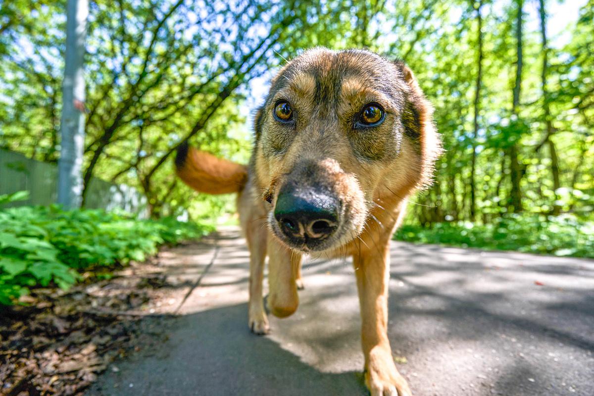 На сайте pets.mos.ru можно найти анкеты около 1000 животных, ожидающих новых хозяев