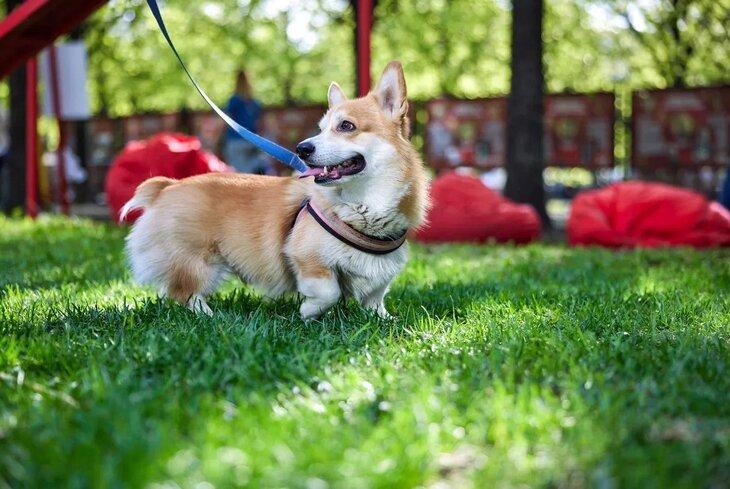 "Моспитомец" поможет сделать первый шаг в полноценном "усыновлении" животного – будущих владельцев попросят подписать договор ответственного содержания