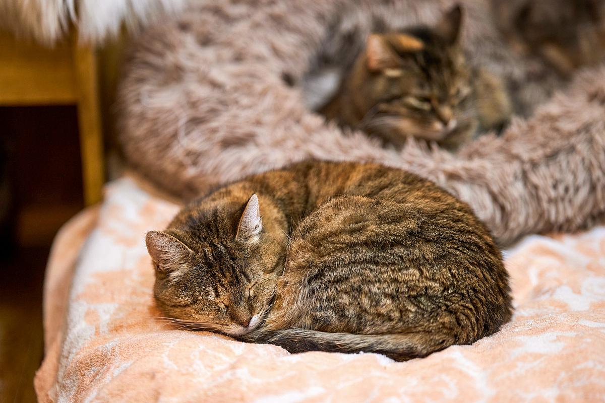 Москва ежегодно проводит мероприятия для владельцев домашних животных