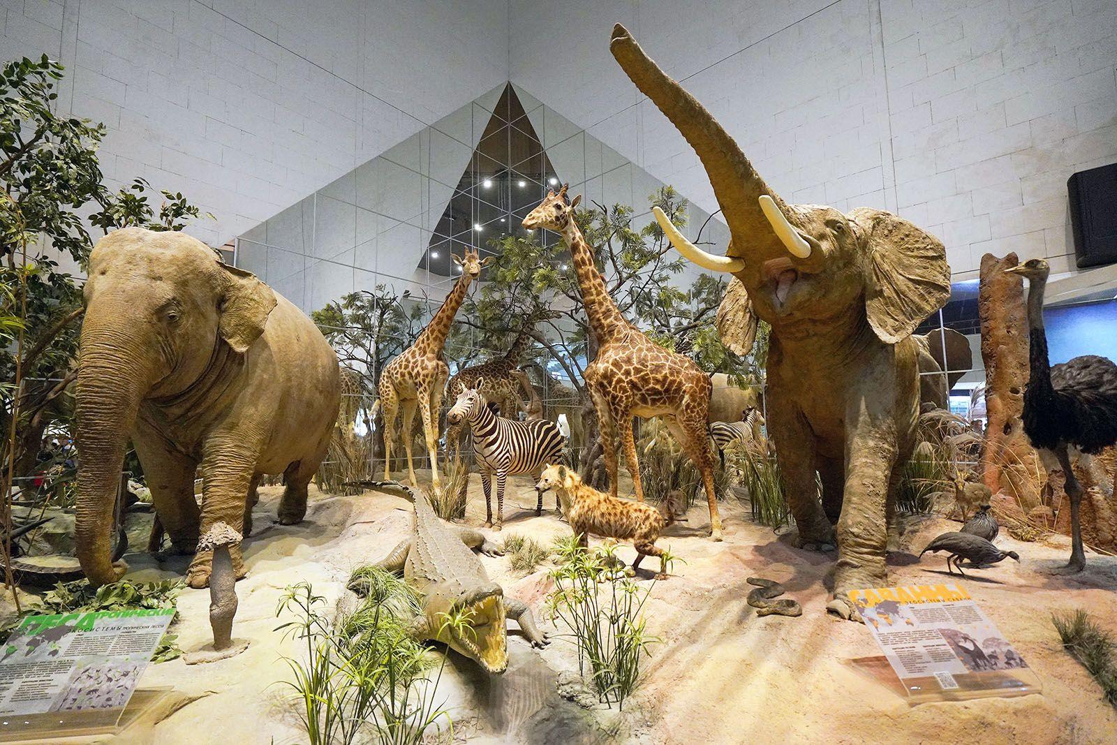 Экспозиция Дарвиновского музея