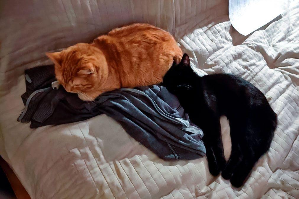 Котёнок Черныш нашёл новую семью, как и сотни других животных из городских приютов Котёнок Черныш нашёл новую семью, как и сотни других животных из городских приютов