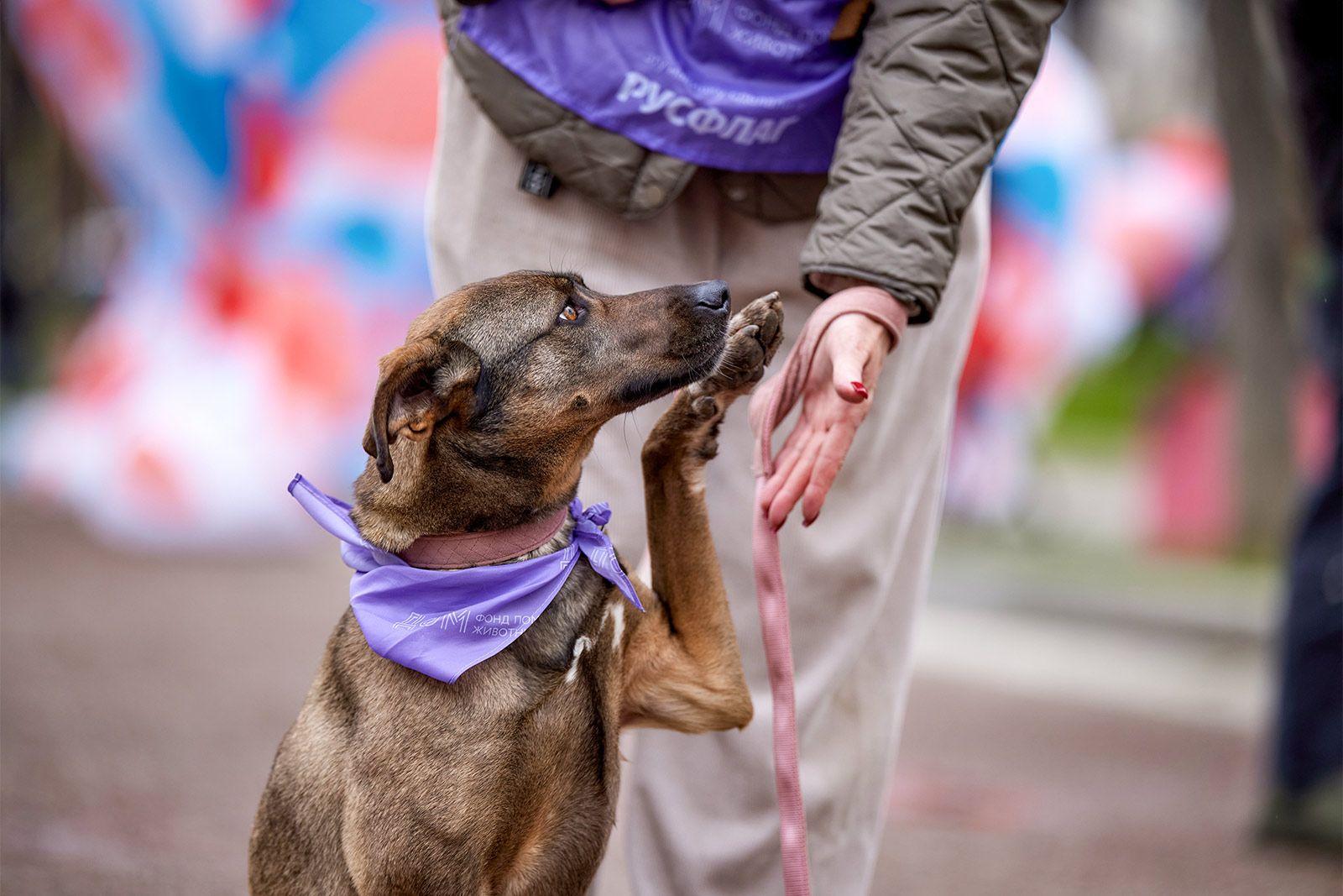 В Москве действуют 13 городских приютов для животных. Анкеты многих из них доступны на сайте "Моспитомец"