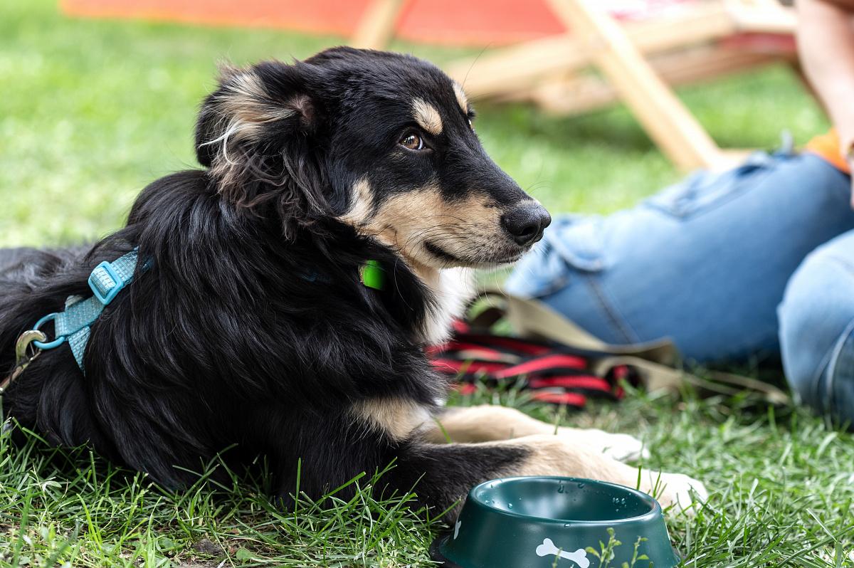 Сервис "Моспитомец" с первых месяцев работы помогает животным найти новую семью