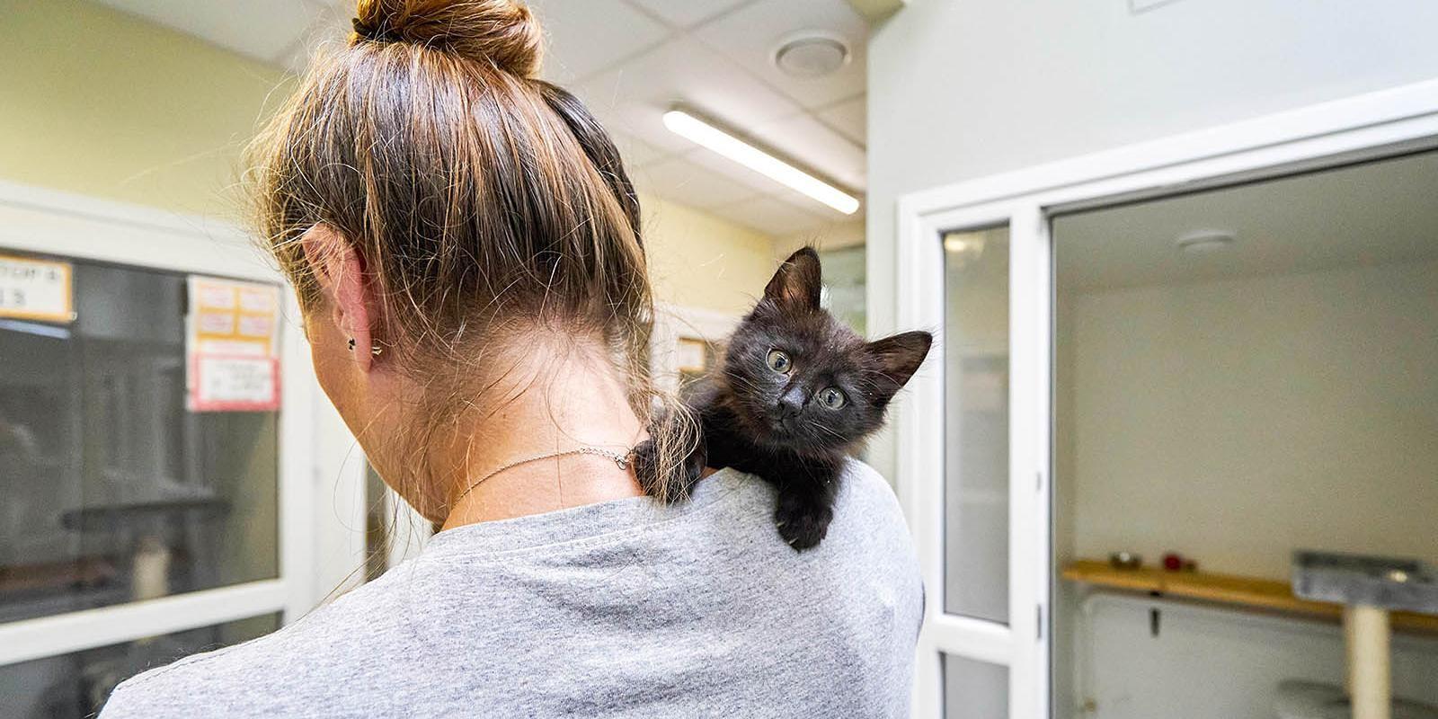 В Москве работают 13 городских приютов, где содержатся 15 тысяч животных