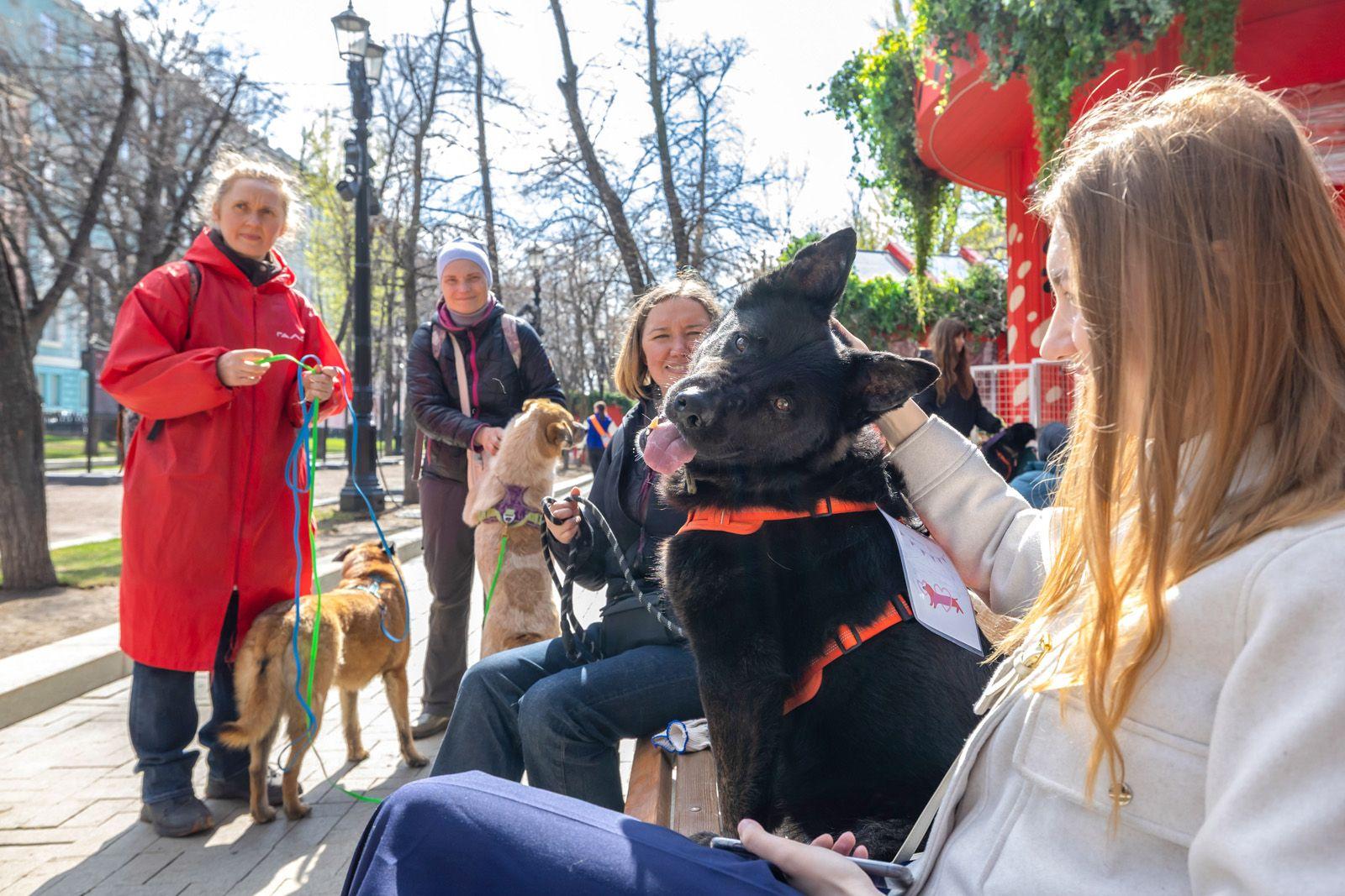 Каждый месяц москвичи забирают из приютов несколько десятков животных