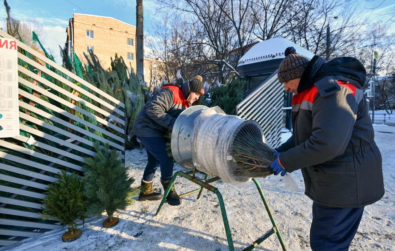 В 2025 году в Москве открылись 250 официальных ёлочных базаров