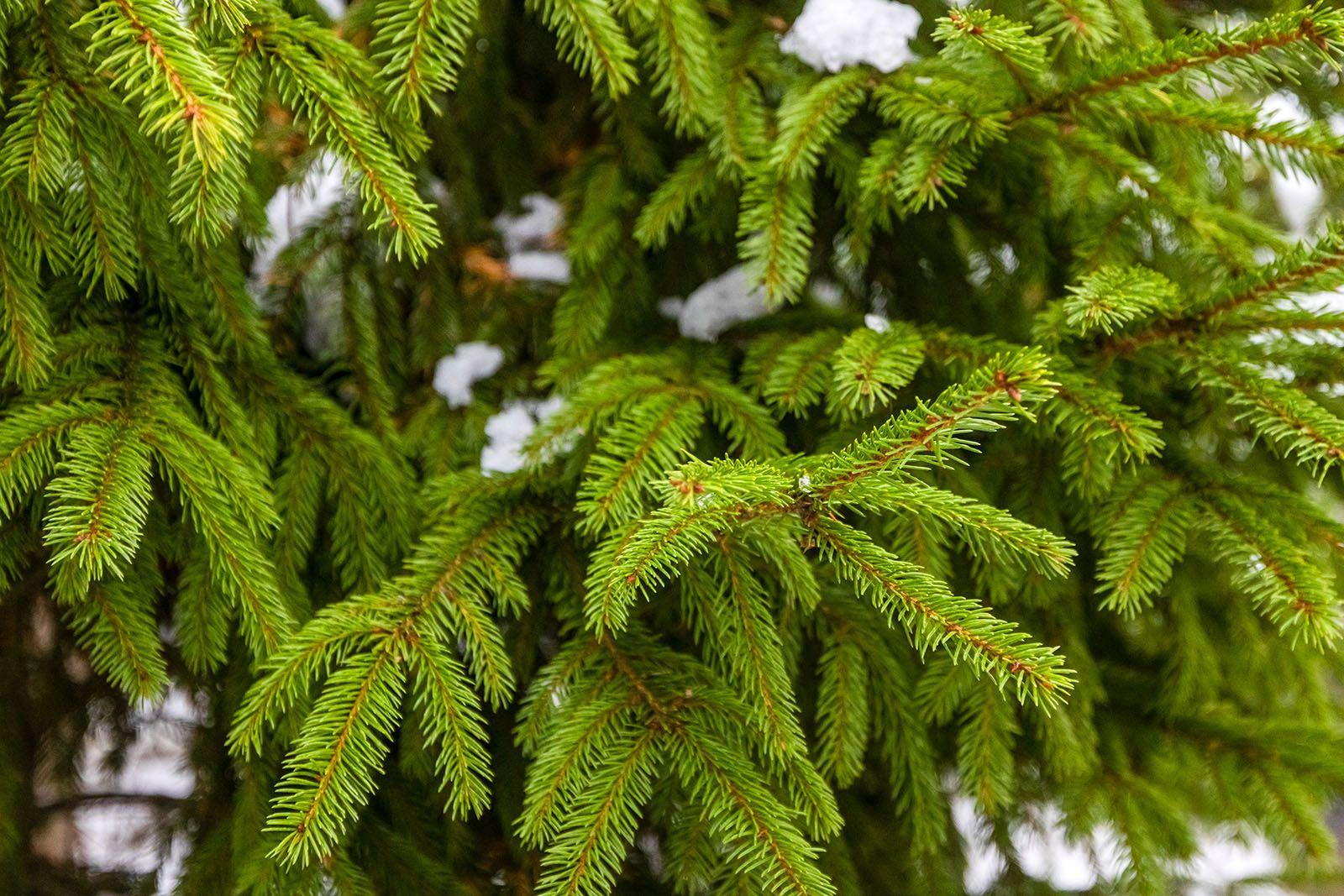 Среди растений, запланированных к высадке, есть и хвойные деревья Среди растений, запланированных к высадке, есть и хвойные деревья