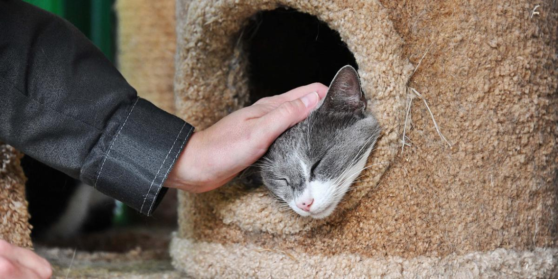 Запуск "Моспитомца" стал значимым событием – директор благотворительного фонда