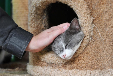 Запуск %22Моспитомца%22 стал значимым событием – директор благотворительного фонда