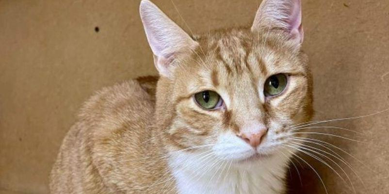 Во Всемирный день домашних животных москвичам напомнили о сервисе "Моспитомец"