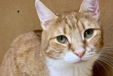 Во Всемирный день домашних животных москвичам напомнили о сервисе "Моспитомец"