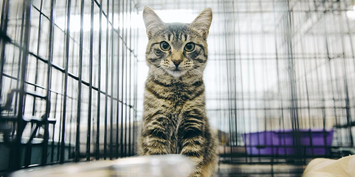 В Москве открылся сбор помощи для животных из приютов Белгородской области