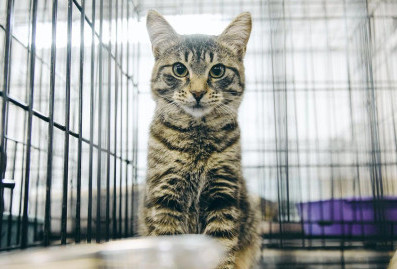 В Москве открылся сбор помощи для животных из приютов Белгородской области