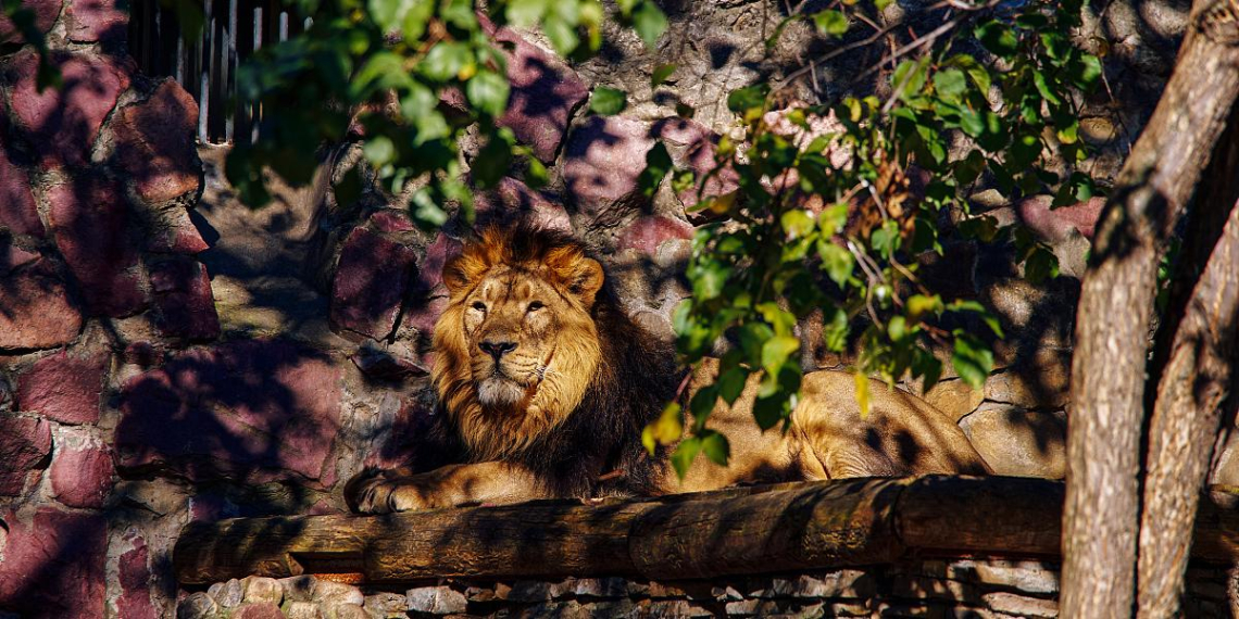 В Московском зоопарке рассказали, как трансляции помогают работе сотрудников