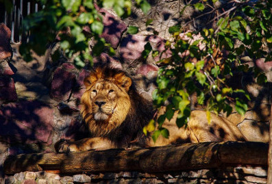 В Московском зоопарке рассказали, как трансляции помогают работе сотрудников