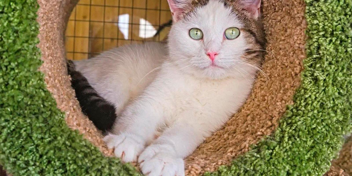 В проекте "Активный гражданин" выберут амбассадора сервиса "Моспитомец"