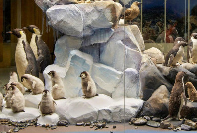 "Мосбилет" приглашает в Дарвиновский музей на выставку о пингвинах
