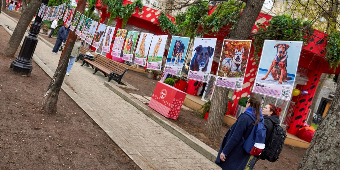 В первый день мероприятия проекта "Моспитомец" 11 собак и кошек нашли хозяев