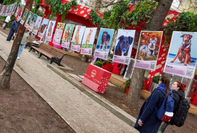 В первый день мероприятия проекта %22Моспитомец%22 11 собак и кошек нашли хозяев