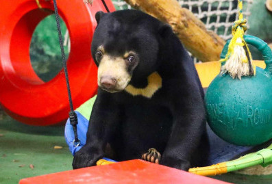Зрителей эфиров из Московского зоопарка ждёт викторина о малайских медведях
