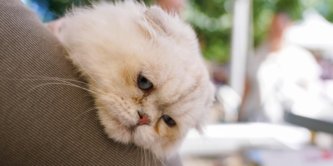 В "Активном гражданине" начались голосование и викторина о сервисе "Моспитомец"