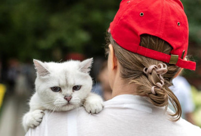 Куклачёв сделал пожертвование через "Моспитомец" в День кошек