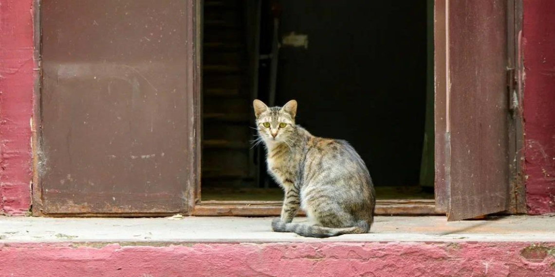 В России стартовал Пушистый марафон в рамках Разговоров о важном