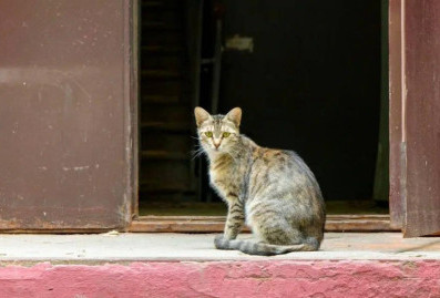 В России стартовал %22Пушистый марафон%22 в рамках %22Разговоров о важном%22