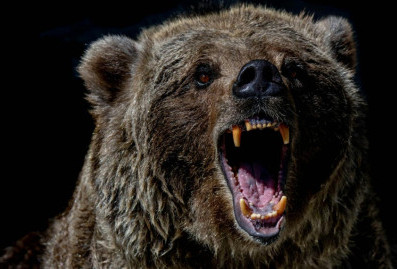 В Токио впервые застрелили дикого медведя