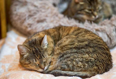 Столичная ветеринарная автоматизированная система встала на службу в Ямало-Ненецком автономном округе