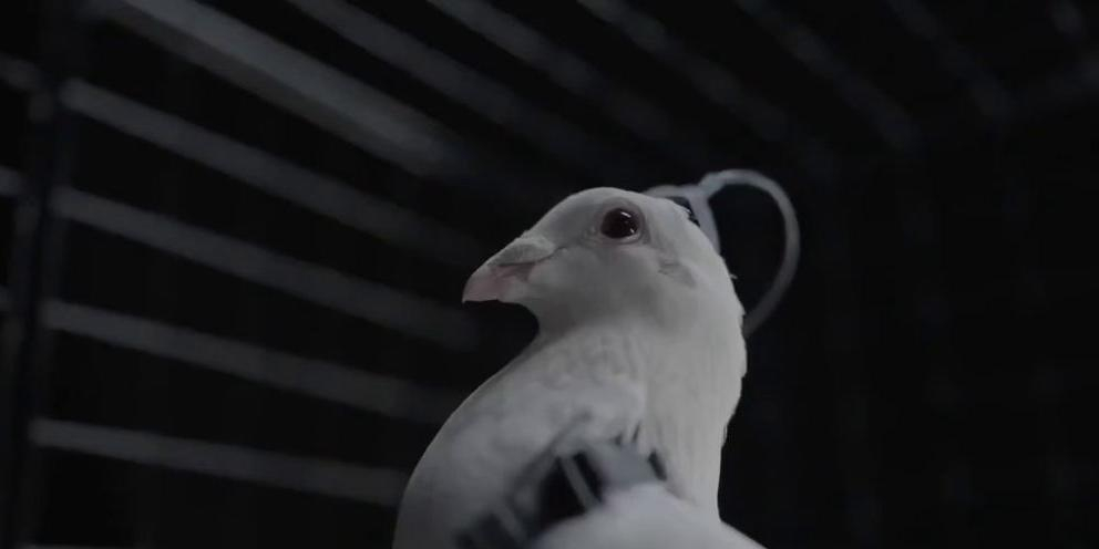 Российская биотех-компания Neiry испытала голубей-биодронов