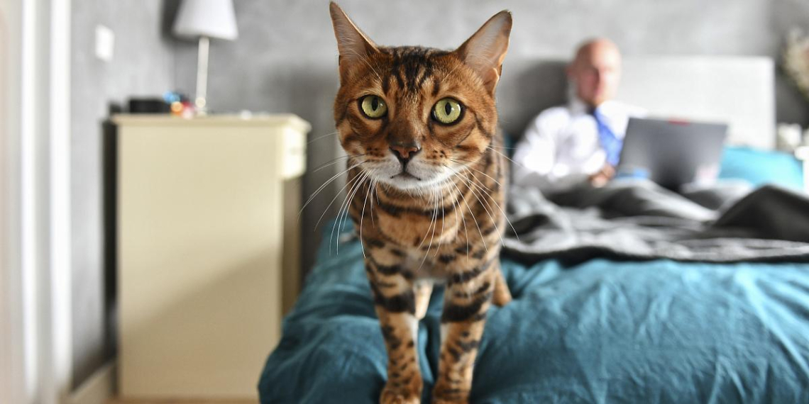 В сервисе "Моспитомец" появились советы для владельцев домашних животных