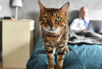 В сервисе "Моспитомец" появились советы для владельцев домашних животных