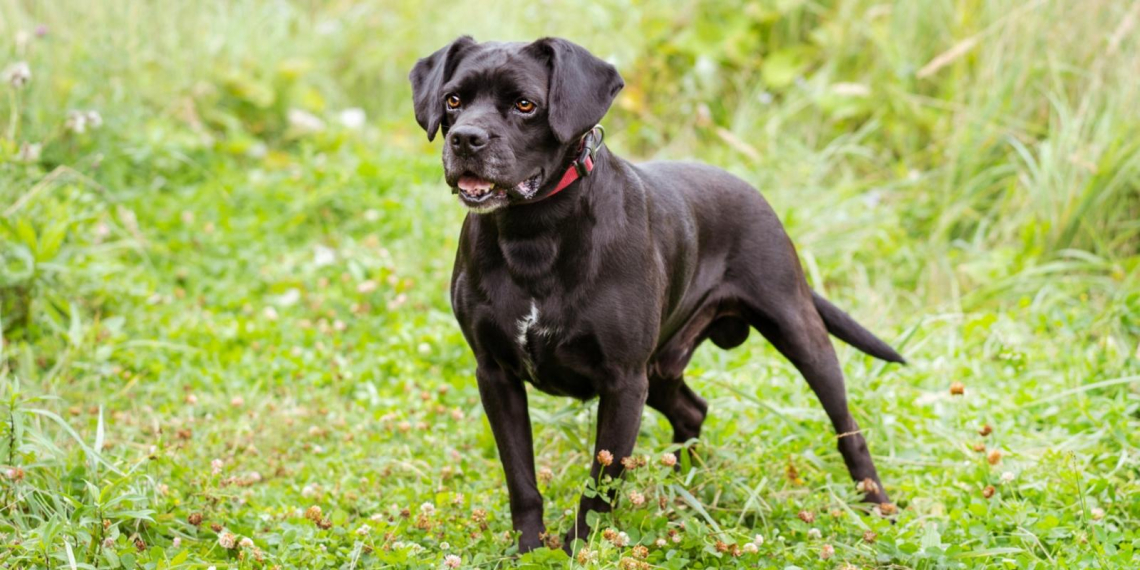 Сервис "Моспитомец" упростит поиск животного из приюта – зампред МГД