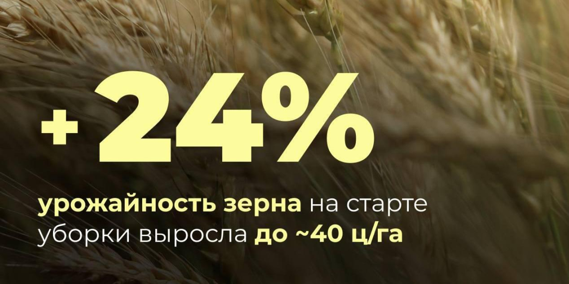 Урожайность зерна в России выросла почти на четверть 