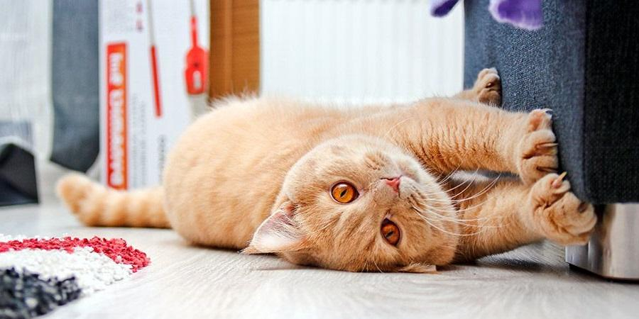 В Госдуме хотят ограничить число кошек и собак в многоквартирных домах