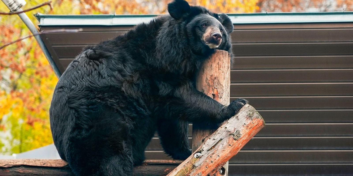 Гималайский медведь Вася впервые впал в спячку в Московском зоопарке