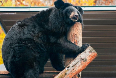 Гималайский медведь Вася впервые впал в спячку в Московском зоопарке